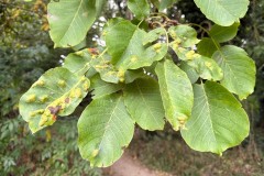 Walnut Gall ( Aceria erinea) -  Woodfield CP. 