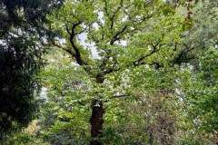 Woodland habitat - Woodfield CP.