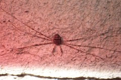 Dicranopalpus ramosus, Cusworth Park. Photo by Joyce Simmons