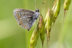 Brown Argus, Aricia ageists. - John Scott's Farm. P