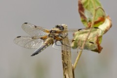 Four-spotted-Chaser-Libellula-quadrimaculata