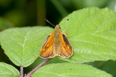 Large Skipper, Ochlodes sylvanus - John Scott's Farm.