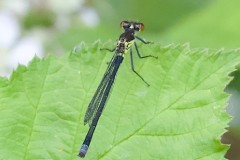 Red-eyed damselfly,(female), Erythromma najas. - John Scott's Farm. 