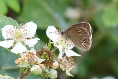 Ringlet, Aphantopus hyperantus. - John Scott's Farm. 