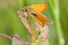 Small Skipper, Thymelicus sylvestris. - John Scott's Farm. 