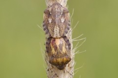 Tortoise Bug - Eurygaster testudinaria - John Scott's Farm. 