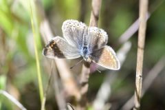 Common Blue - Polyommatus icarus, Potteric Carr.
