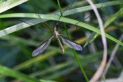 Common Cranefly - Tipula oleracea, Potteric Carr. 