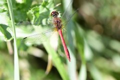 Common Darter - Sympetrum striolatum, Potteric Carr.