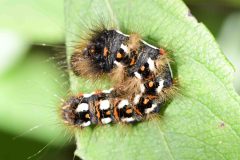 Unknown caterpillar, Potteric Carr. 