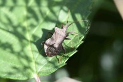 Dock Bug - Coreus marginatus, Potteric Carr. 