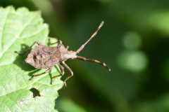 Dock Bug - Coreus marginatus - Late instar Nymph, Potteric Carr. 