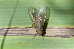 Fannia sp., Potteric Carr. 