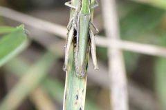 Omocestus viridus - Common Green Grasshopper, Potteric Carr.