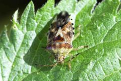 Parent Shieldbug - Elasmucha grisea, Potteric Carr. 