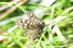 Speckled Wood- Pararge aegeria, Potteric Carr.
