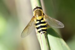 Syrphus-sp.-1-of-4-scaled