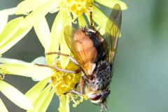 Tachina fera, Potteric Carr. 