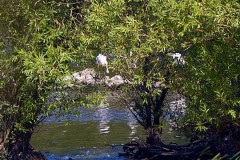 Spoonbills at RSPB Fairburn Ings