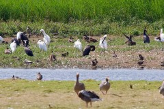Spoonbills at RSPB St. Aiden’s. 