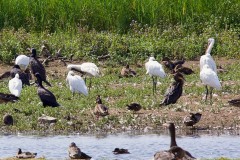 Spoonbills at RSPB St. Aiden’s.