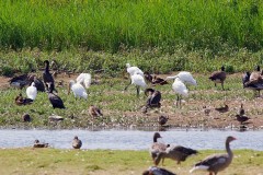 Spoonbills at RSPB St. Aiden’s. 
