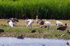 Spoonbills at RSPB St. Aiden’s. 