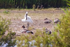 Spoonbills at RSPB St. Aiden’s. 