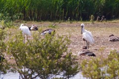 Spoonbills at RSPB St. Aiden’s. 