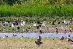 Spoonbills at RSPB St. Aiden’s.
