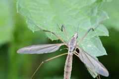 Common Cranefly - Tipula oleracea, Thorne Community Woodland. 