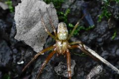 Spider (id required), Thorne Community Woodland. 