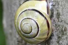 Snail (id required), Thorne Community Woodland. 