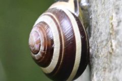 Snail (id required), Thorne Community Woodland. 