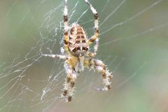 Garden Spider - Araneus diadematus, Thorne Community Woodland. 