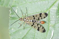 German Scorpionfly - Panorpa germanica, Thorne Community Woodland. 