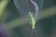 Green Lacewing - Chrysoperla carnea, Thorne Community Woodland. 