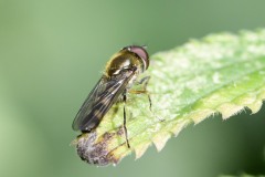 Hoverfly - Melangyna umbellatarum, Thorne Community Woodland. 