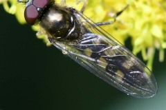 Hoverfly - Melangyna umbellatarum, Thorne Community Woodland. 