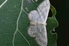 Lesser Cream Wave - Scopula immutata, Thorne Community Woodland.