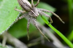 Nurseryweb Spider - Pisaura mirabilis, Thorne Community Woodland.