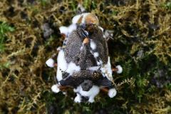 Red-legged Shieldbug - Pentatoma rufipes killed by a fungus, Thorne Community Woodland. 