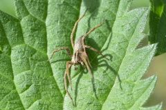Wolf Spider - Pardosa monticola, Thorne Community Woodland. 