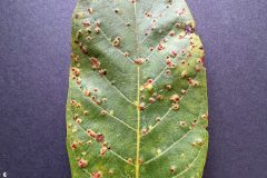 Aceria tristriatus on Walnut leaf, Woodfield Park.