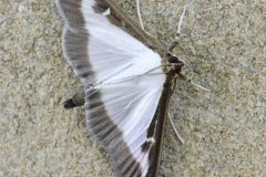 Box Tree Moth - Cydalima perspectalis, Woodfield CP.