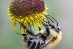 Bumblebee - Woodfield CP.