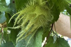 Turkish hazel nut- Woodfield Park. 