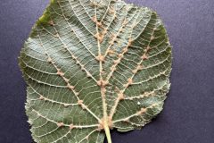 Eriophyes exilis on lower surface of Lime leaf - Woodfield Park. 