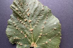 Eriophyes exilis on upper surface of Lime leaf - Woodfield Park.