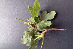 Andricus aries on oak- Woodfield Park. 